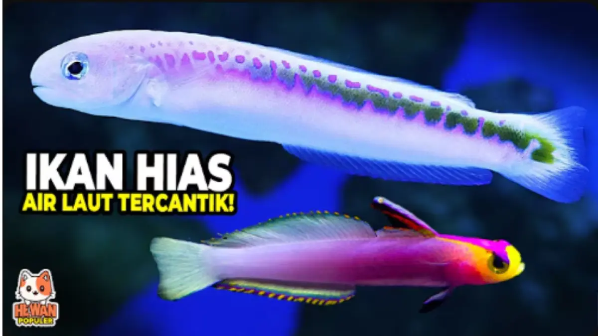 10 ikan hias air laut yang indah diperkenalkan, mulai watchman goby, clownfish, lionfish, dottyback hingga butterfly fish.