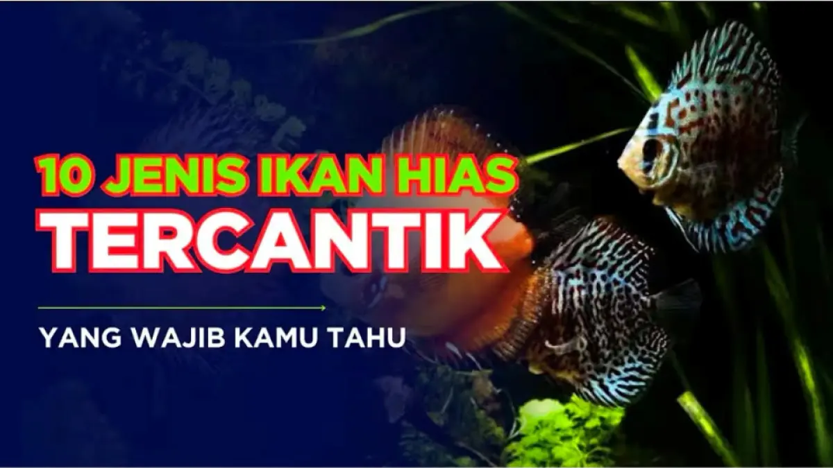10 ikan hias air tawar tercantik versi Ikan Hias Mania, dari cupang dan gapi hingga discus, rainbow fish, serta arowana.