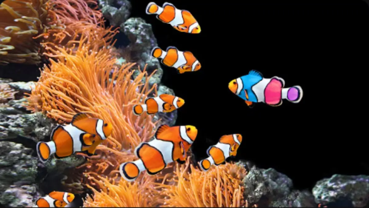 8 ikan hias air laut yang mudah dipelihara, mulai Nemo hingga firefish, lengkap dengan karakter dan kebutuhan akuariumnya.