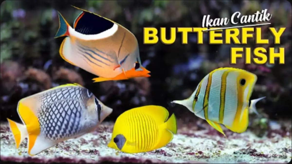 Butterfly fish atau ikan kepe-kepe punya warna cantik dan bisa hidup 10 tahun. Simak ukuran akuarium, makanan, dan cara merawatnya.