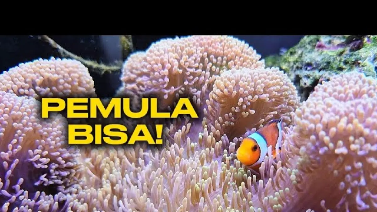 Cara Membuat Akuarium Air Laut untuk Pemula, Pelihara Nemo dan Anemon Mulai Budget Rp1 Juta