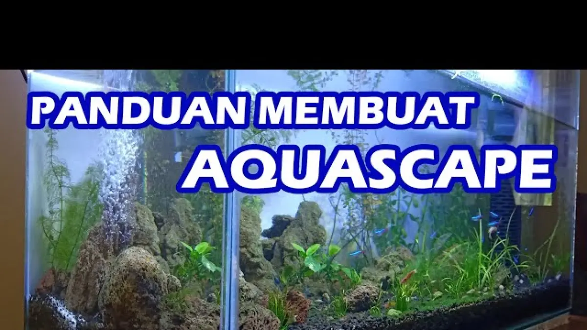 Cara Membuat Aquascape untuk Pemula, Jangan Langsung Masukkan Ikan ke Akuarium Baru