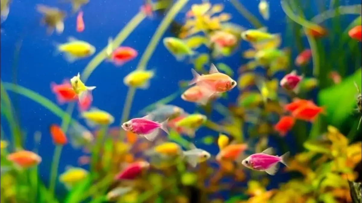 Cara merawat ikan Glow Fish meliputi pemberian pakan, menjaga kualitas air, mengatur suhu, pencahayaan, oksigen, dan kebersihan akuarium (Pinterest).