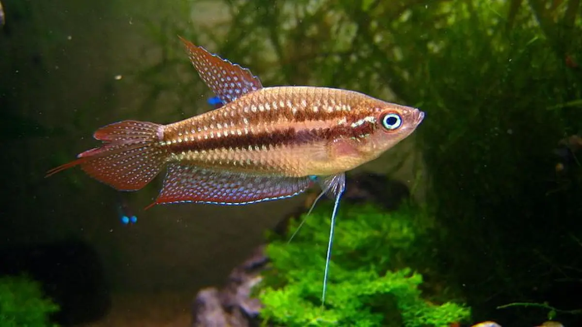 Ikan centerpiece aquarium kecil bisa membuat tank lebih menarik. Ada manfish, apistogramma, cupang, ram, hingga sparkling gourami (Pinterest).