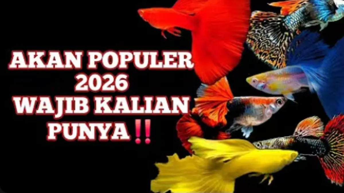 Ikan gupi 2026 diprediksi diramaikan lima varian premium, mulai Moskow, albino full red, delta tail hingga albino full gold.