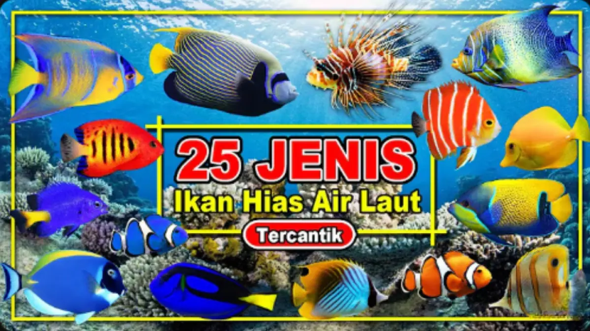 Ikan hias air laut memiliki beragam warna dan karakter. Simak 26 jenis yang populer, dari clownfish hingga clown triggerfish.