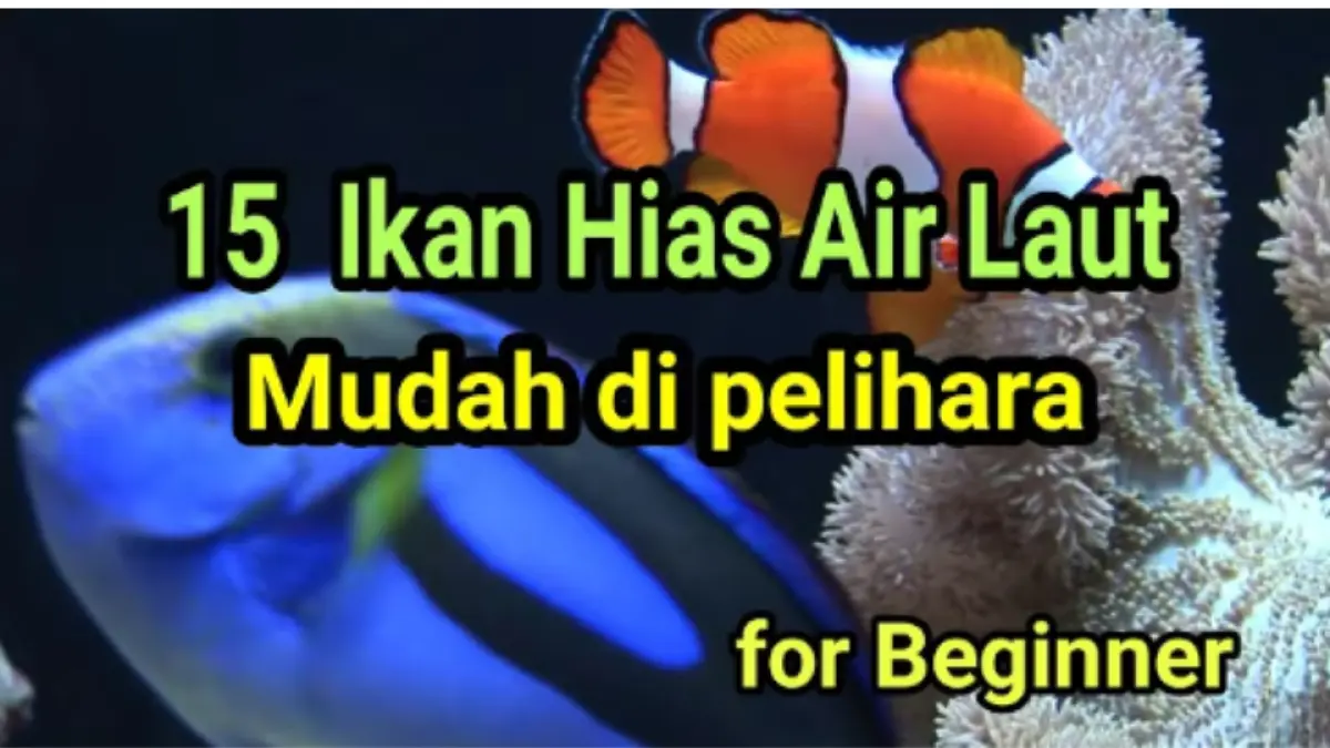 Ikan hias air laut untuk pemula tak selalu sulit dirawat. Simak 15 jenis yang disebut kuat dan mudah diberi pakan.