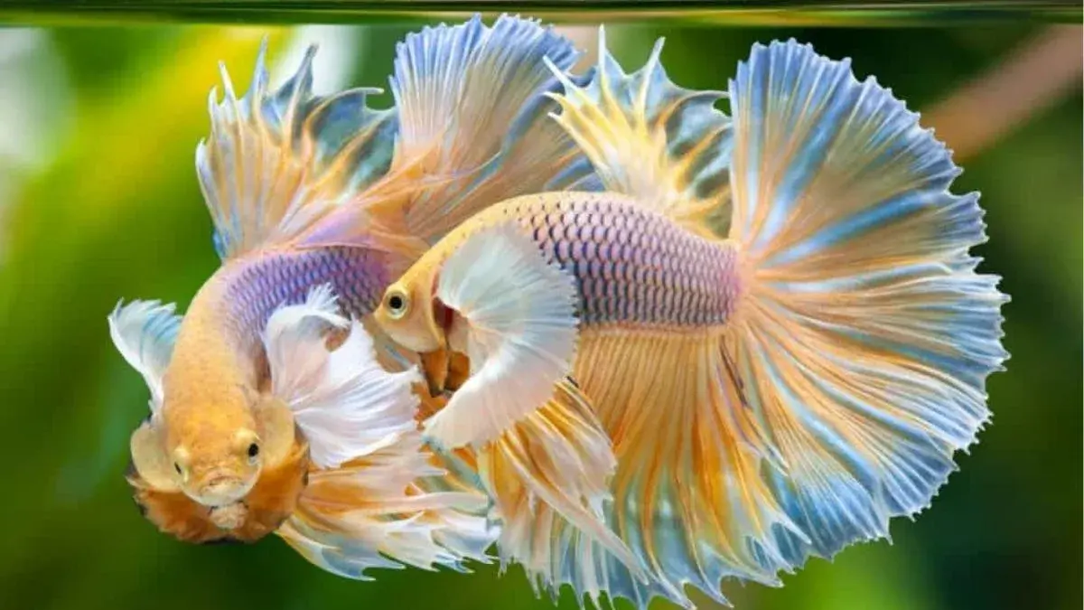 Ikan hias tanpa aerator bisa menjadi pilihan penghobi. Simak jenis yang disebut dapat bertahan tanpa mesin gelembung udara, dari molly hingga manfish (Pinterest).