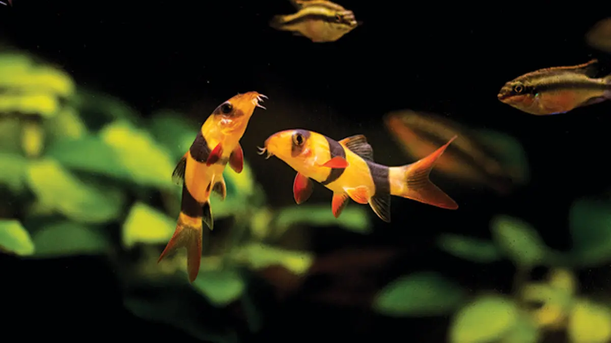Ikan hias tanpa aerator bisa menjadi pilihan untuk akuarium. Simak 10 jenis, mulai dari botia, sepat hias, black ghost hingga blue polar (Pinterest).