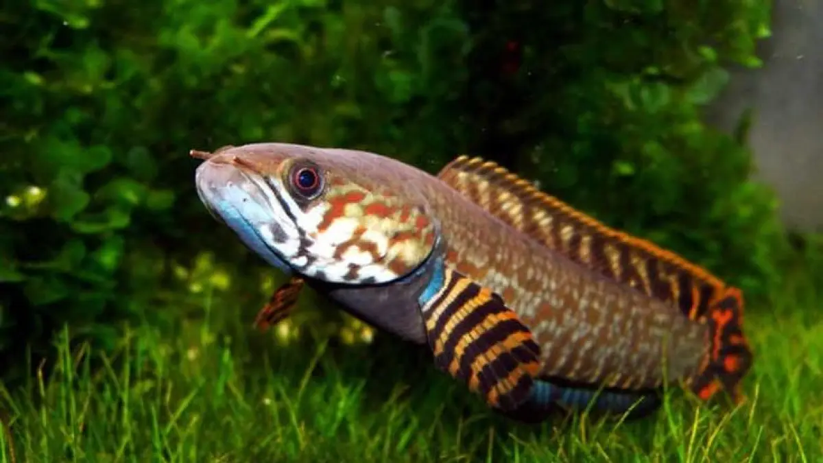 Ikan hias tanpa filter dan aerator bisa menjadi pilihan penghobi. Ada cupang, koi, Channa, Pleco, hingga Palmas yang disebut tahan tanpa alat (Pinterest).
