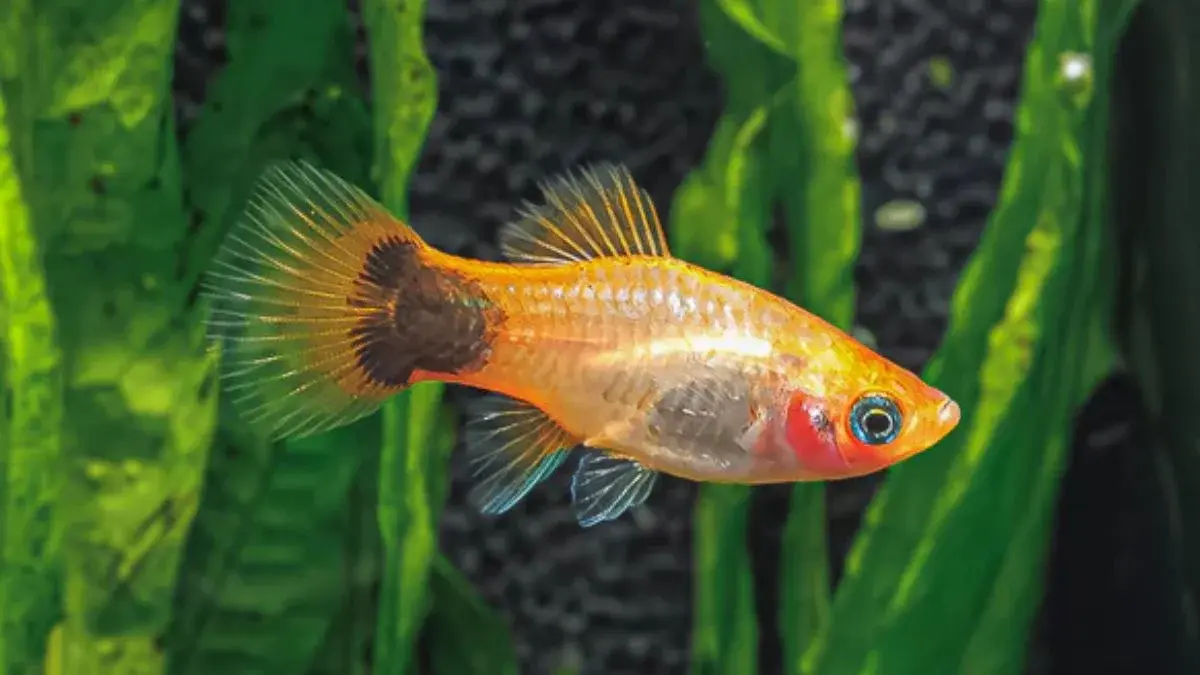 Ikan hias tanpa filter dan aerator bisa menjadi pilihan praktis bagi pemula. Simak 7 jenis, mulai dari cupang, gupi, platy hingga sapu-sapu (Pinterest).