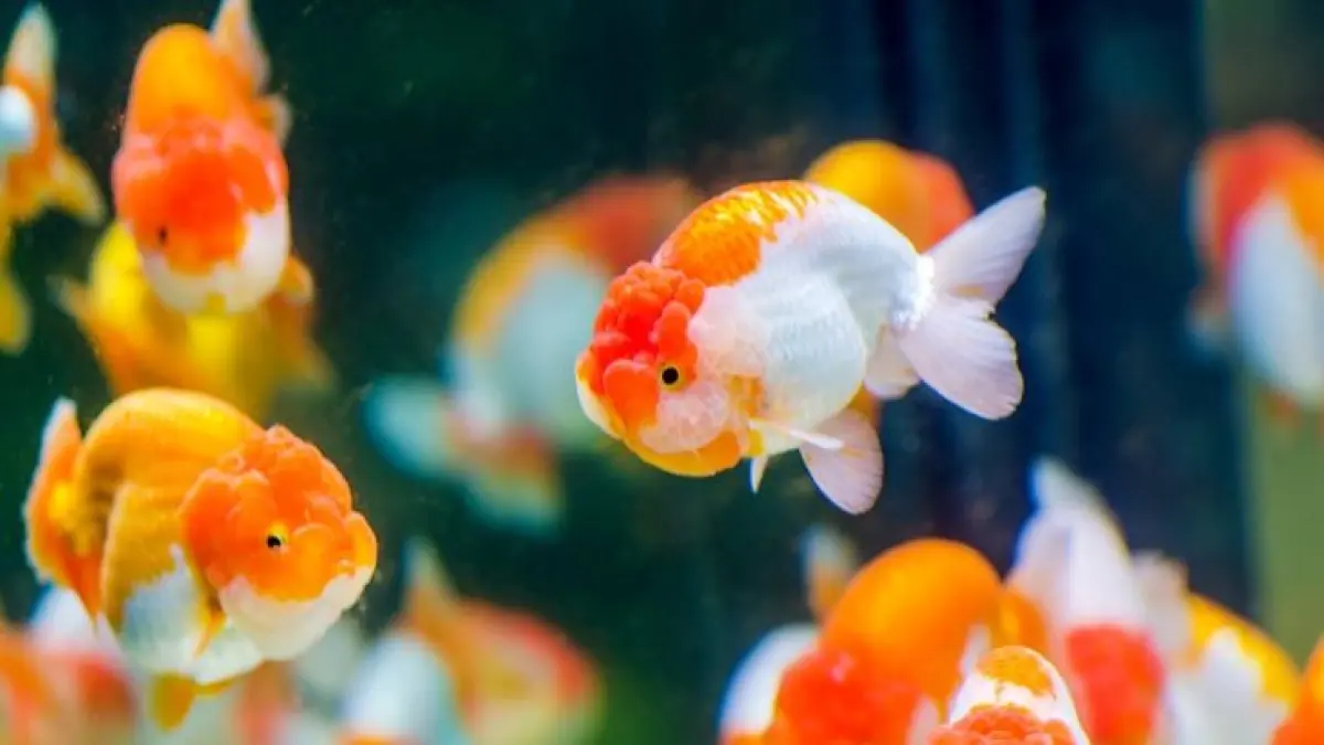 Ikan yang bisa digabung dengan ikan koki antara lain rainbowfish, manfish, pleco, platy, tetra, molly hingga synodontis (Pinterest).