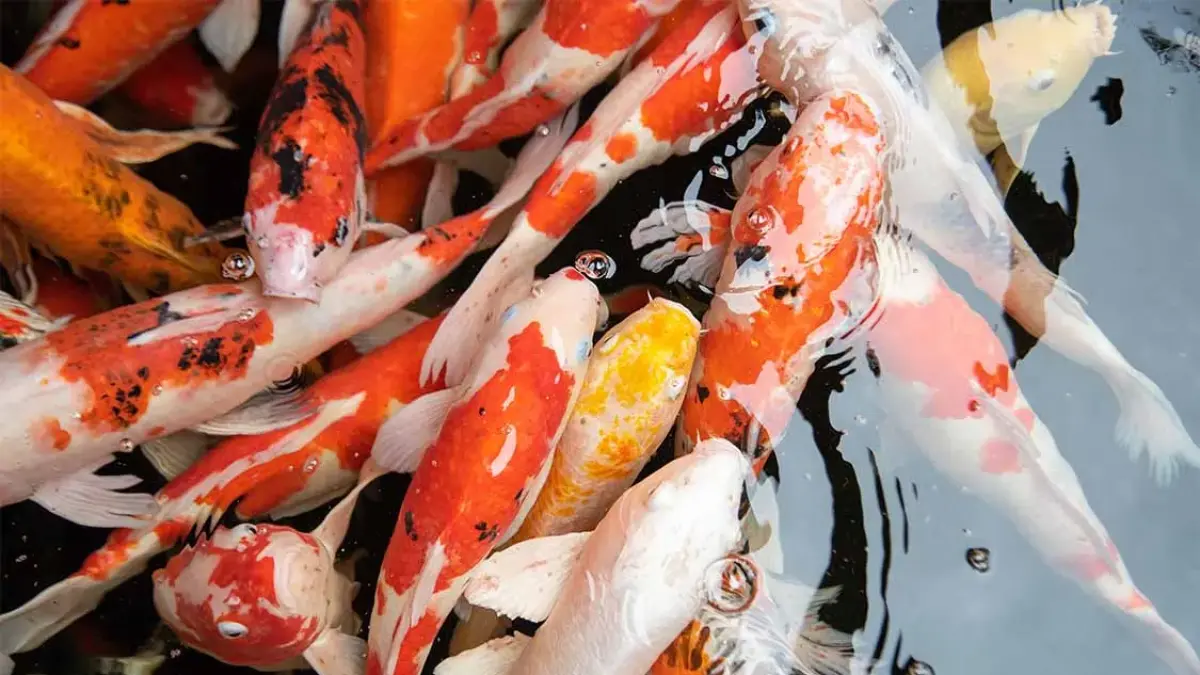Ikan yang bisa disatukan dengan ikan koi antara lain RTC, tiger barb, pari air tawar, American flagtail, dan ikan mas koki (Pinterest).