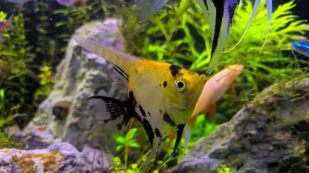 Ikan yang cocok dicampur dengan manfish antara lain gurami kerdil, platy, guppy, molly, pleco, corydoras hingga kuhli loach (Pinterest).
