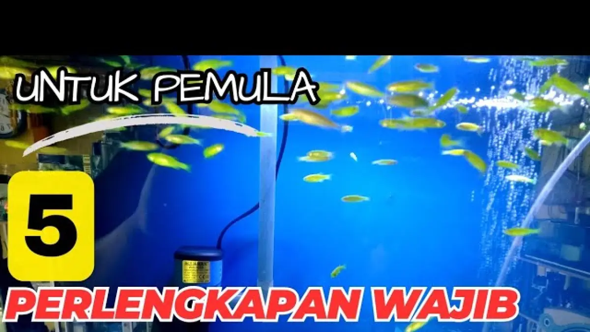 Peralatan Memelihara Ikan Hias untuk Pemula, Ini 6 Perlengkapan Wajib agar Akuarium Tetap Bersih