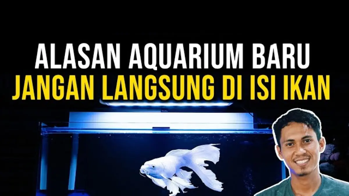 Sindrom Akuarium Baru Bikin Ikan Hias Cepat Mati, Ini 5 Langkah Mengatasinya