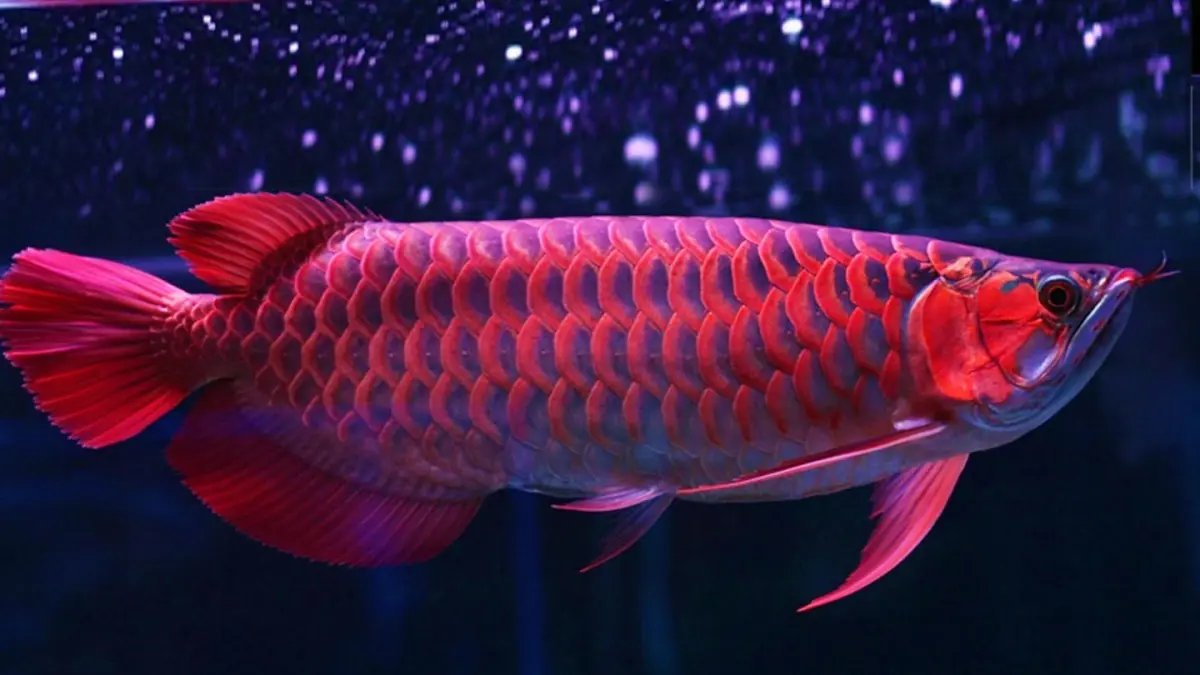 10 ikan hias air tawar tercantik versi Ikan Hias Mania, dari diskus dan cupang hingga arowana dan rainbow fish (Pinterest).