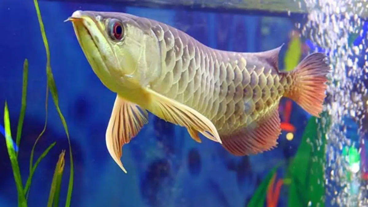10 ikan hias air tawar untuk akuarium rumah, mulai dari maskoki, koi, gapi, diskus, neon tetra, CAE hingga arwana (Pinterest).