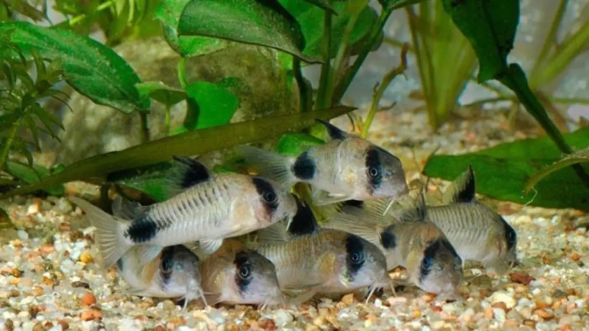 10 ikan hias cantik dan mudah dipelihara untuk pemula, mulai dari gupi, cupang, neon tetra, goldfish, gurami hingga koridoras (Pinterest).