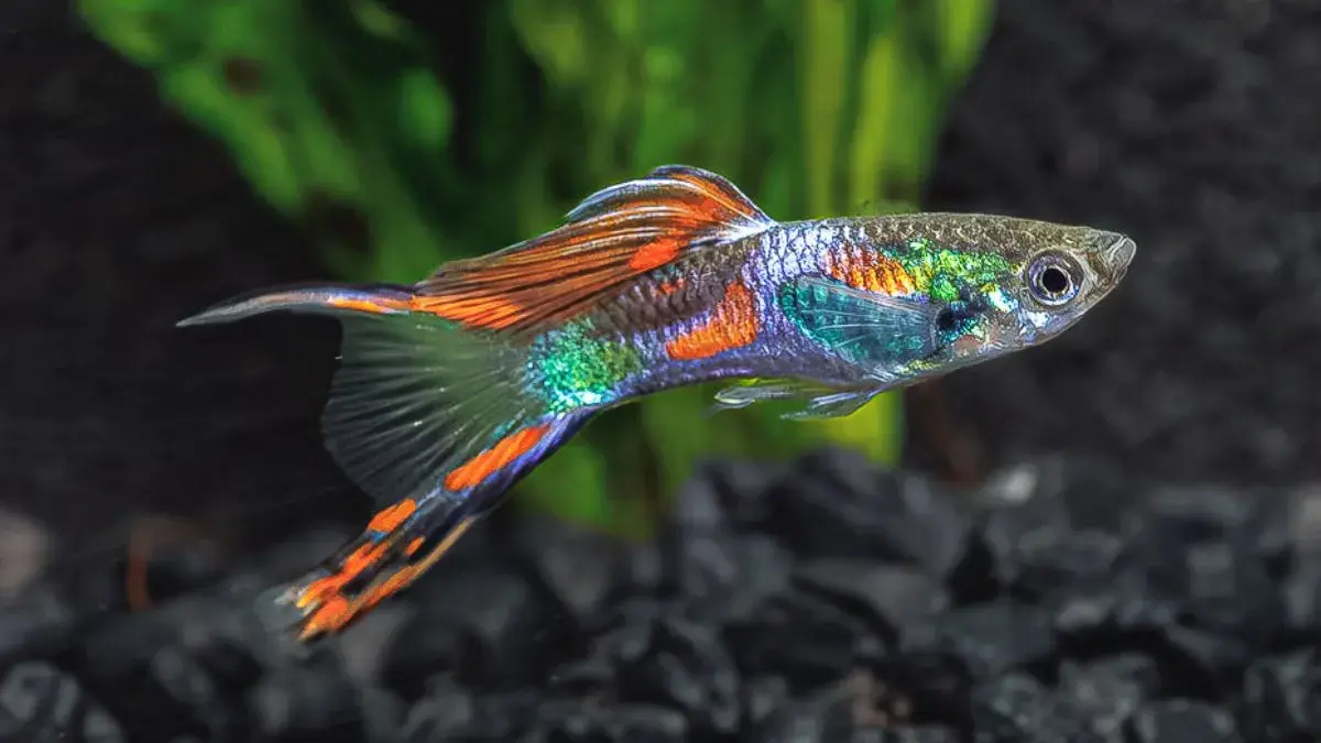 10 ikan hias untuk pemula yang cantik dan menarik, mulai dari guppy, molly, neon tetra, koi, black ghost, louhan hingga mas koki (Pinterest).