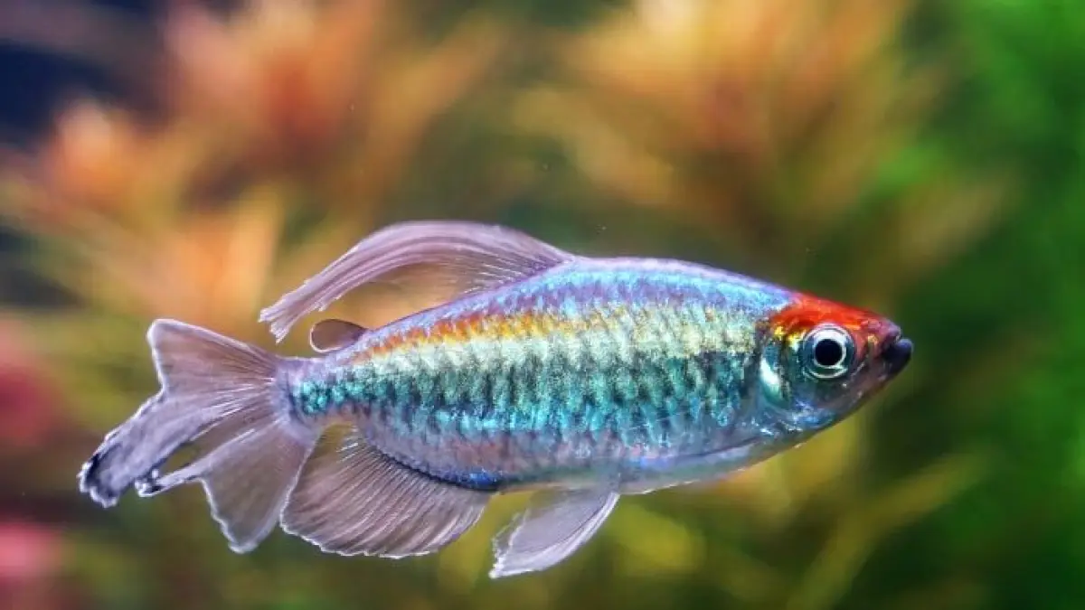 10 ikan yang bisa dicampur dengan ikan koki antara lain Rainbow Fish, Pleco, Corydoras, Molly, dan Tetra. Simak karakter dan pakannya (Pinterest).
