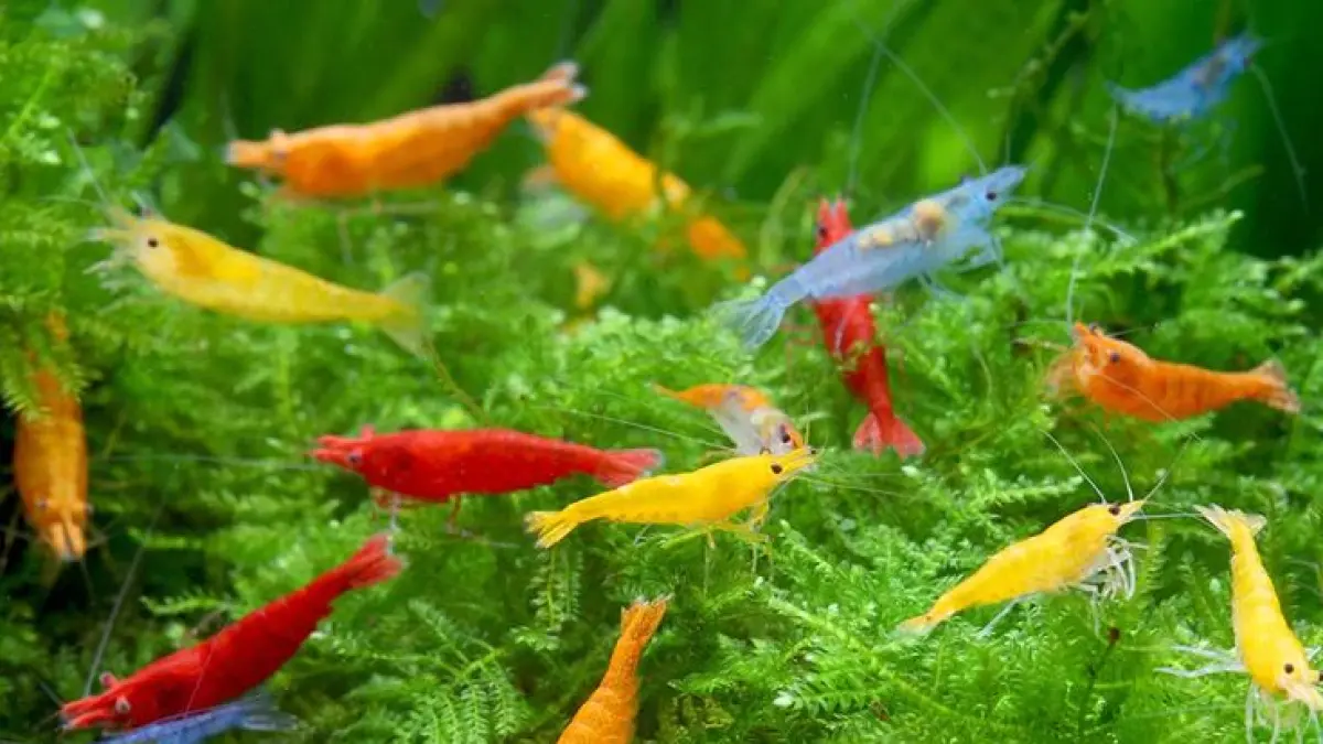 10 ikan yang bisa dicampur dengan udang hias antara lain Guppy, Neon Tetra, Corydoras, Rummy Nose Tetra hingga Red Pencil (Pinterest).