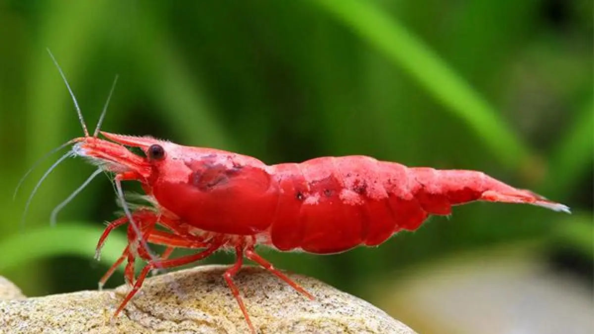 10 jenis udang hias tercantik untuk akuarium dan aquascape, mulai Red Cherry, Blue Diamond, Amano, Crystal Red hingga Cardinal Sulawesi (Pinterest).