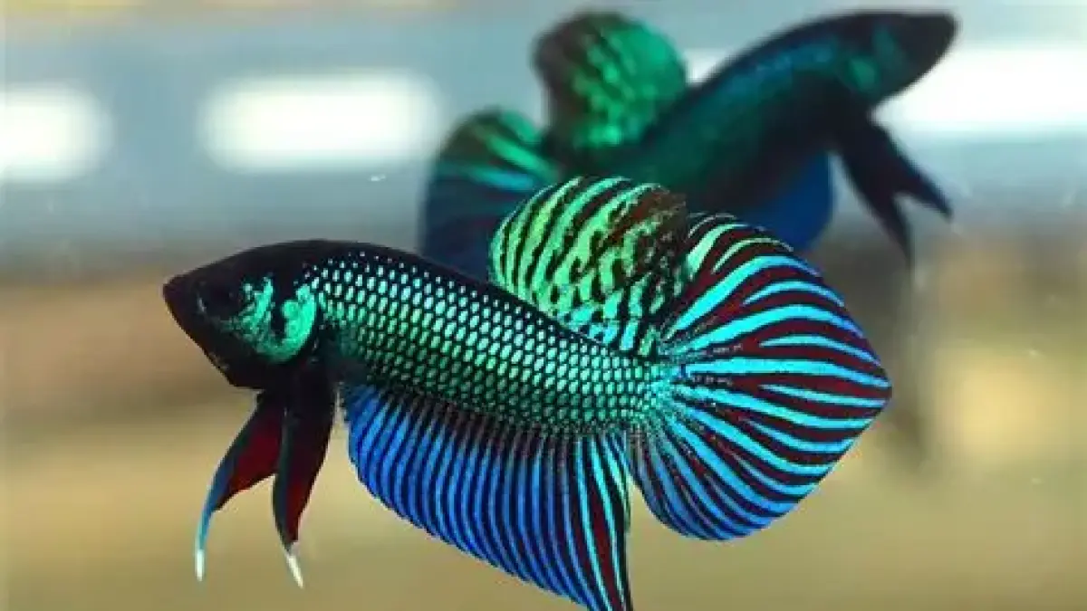 5 ikan hias air tawar yang mudah diternakkan, mulai dari moli, short tail, gupi, platy hingga cupang, lengkap dengan tips budidayanya (Pinterest).
