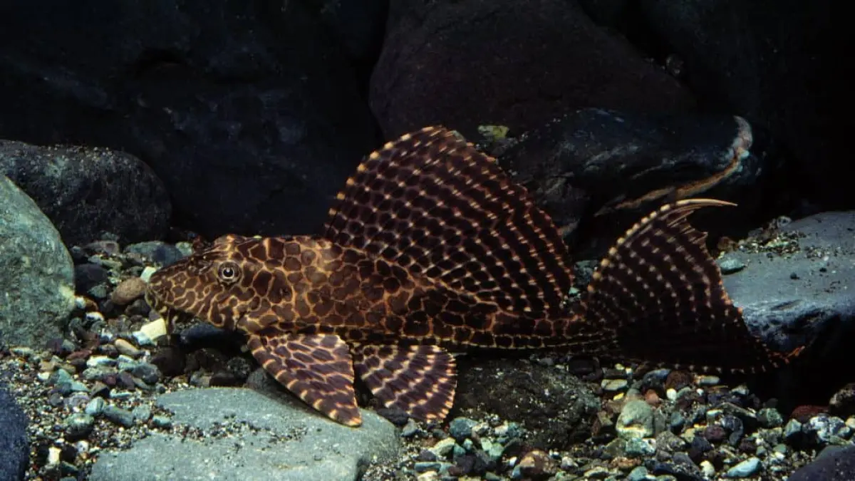 5 ikan pembersih akuarium yang populer, dari Otosiklus, Corydoras, SAE, Pleco hingga Selvin Pleco untuk membantu mengurangi lumut (Pinterest).