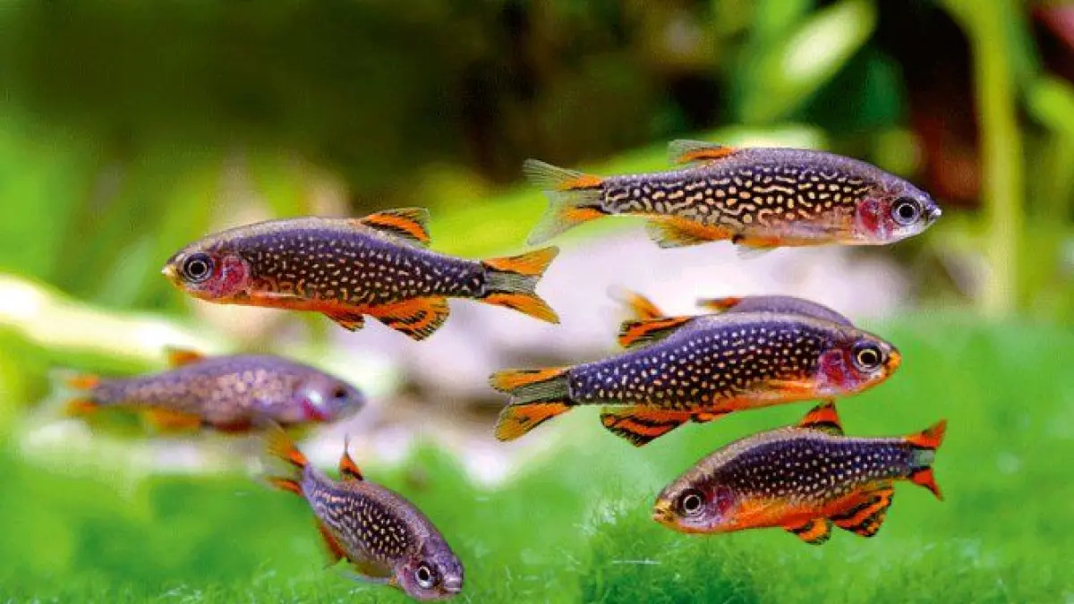 7 hewan penghuni aquascape untuk akuarium rumahan, mulai dari guppy, rasbora, kuhli loach, udang hias, keong nerit hingga tetra (Pinterest).