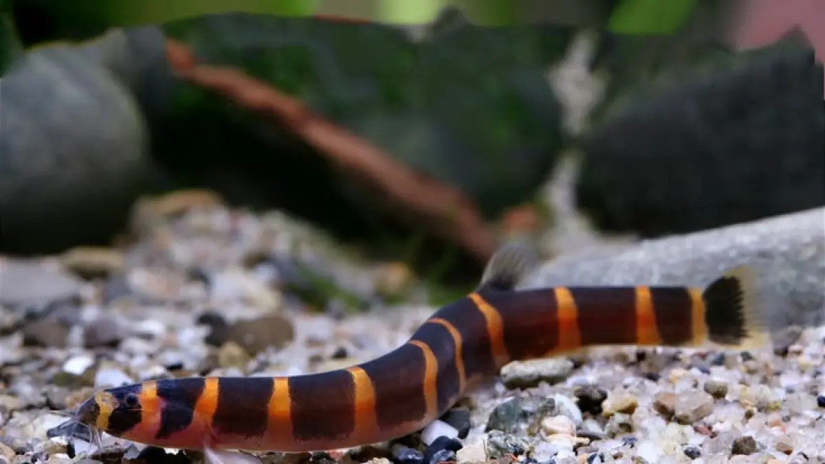 7 hewan penghuni aquascape yang cocok untuk akuarium, mulai dari guppy, rasbora, kuhli loach, udang hias, hingga ikan tetra (Pinterest).