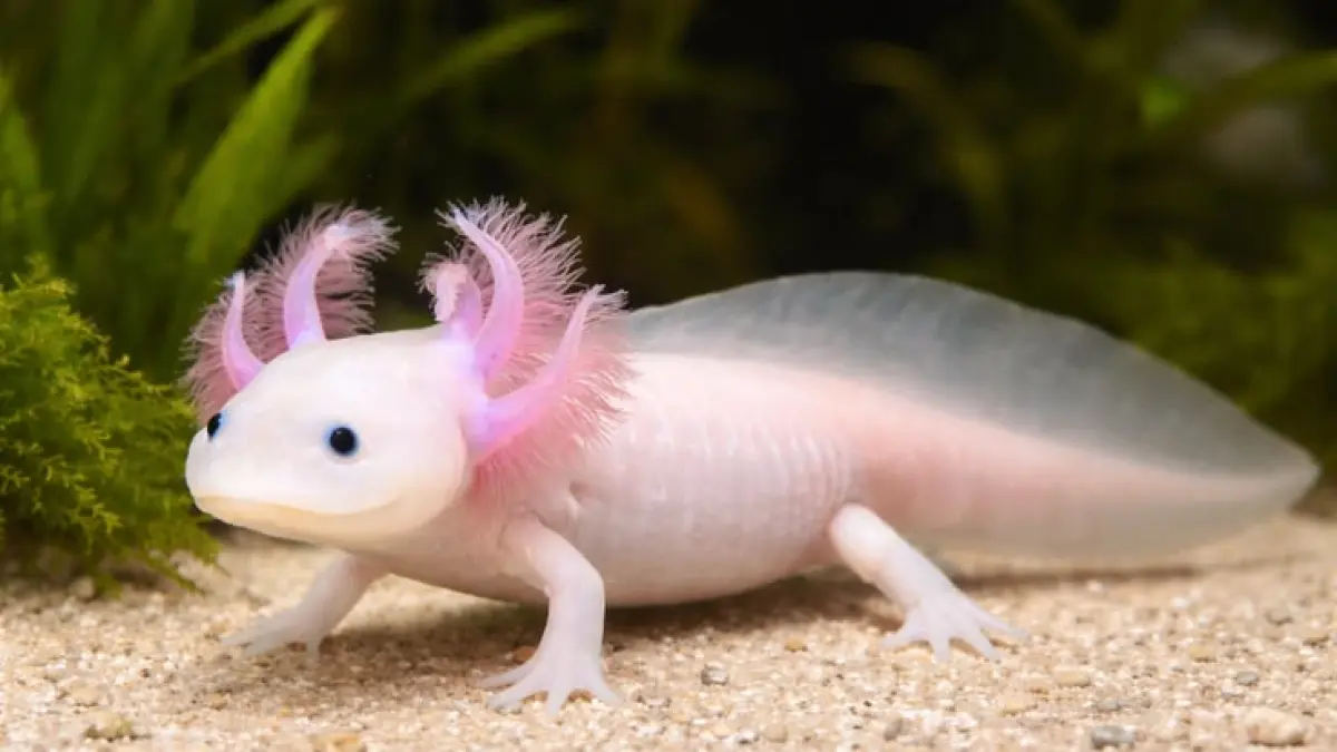 7 hewan unik untuk akuarium, mulai dari maskoki telescope, axolotl, kuhli loach, udang hias, black ghost hingga puff fish (Pinterest).