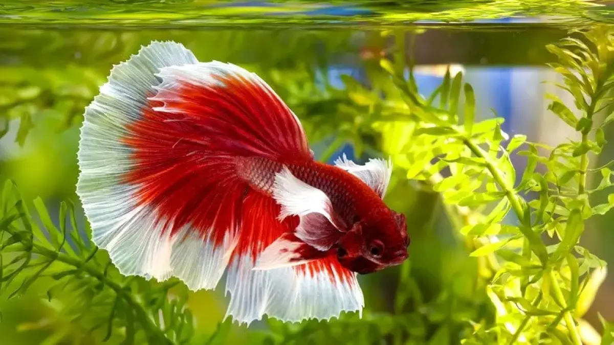 7 ikan hias air tawar tercantik untuk akuarium, mulai dari cupang, guppy, molly balon, neon tetra, swordtail hingga koi (Pinterest).