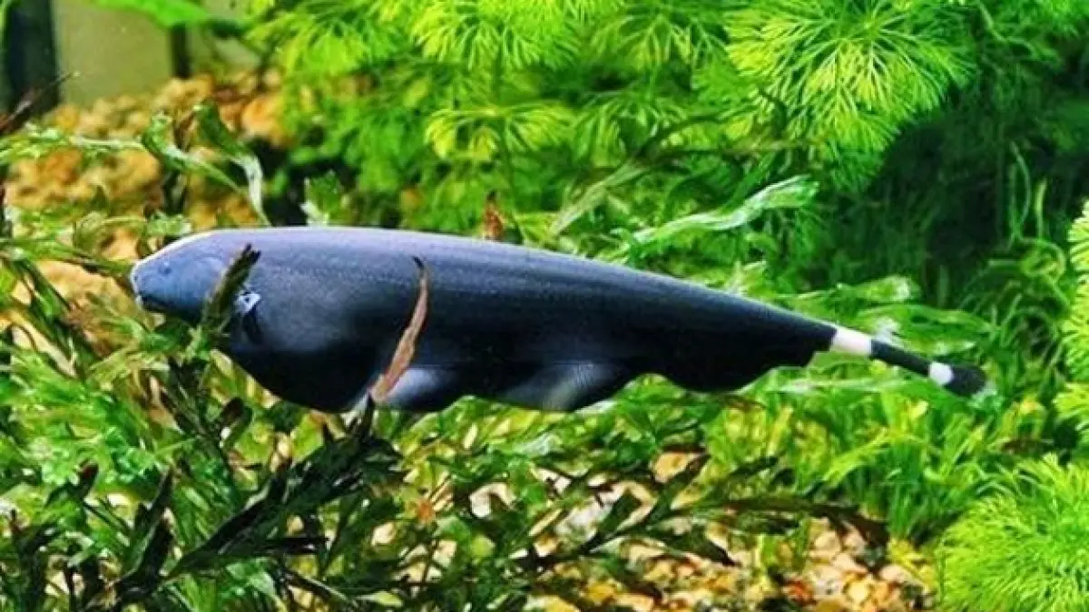 7 ikan hias air tawar terlucu dengan bentuk dan karakter unik, mulai dari mas koki, buntal, black ghost hingga Galaxy Rasbora (Pinterest).