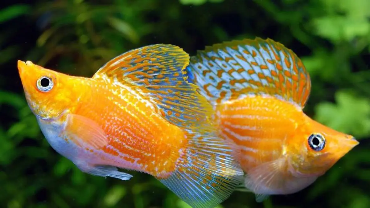 7 ikan hias warna-warni seperti Tetra, Guppy, Molly hingga Koi disebut bisa disatukan dalam satu akuarium dengan perawatan tepat (Pinterest).