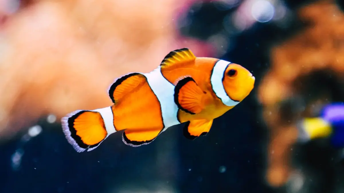 8 ikan hias air laut yang mudah dipelihara, mulai dari Nemo, lionfish, butterflyfish, firefish, yellow watchman goby hingga blue tang (Pinterest).