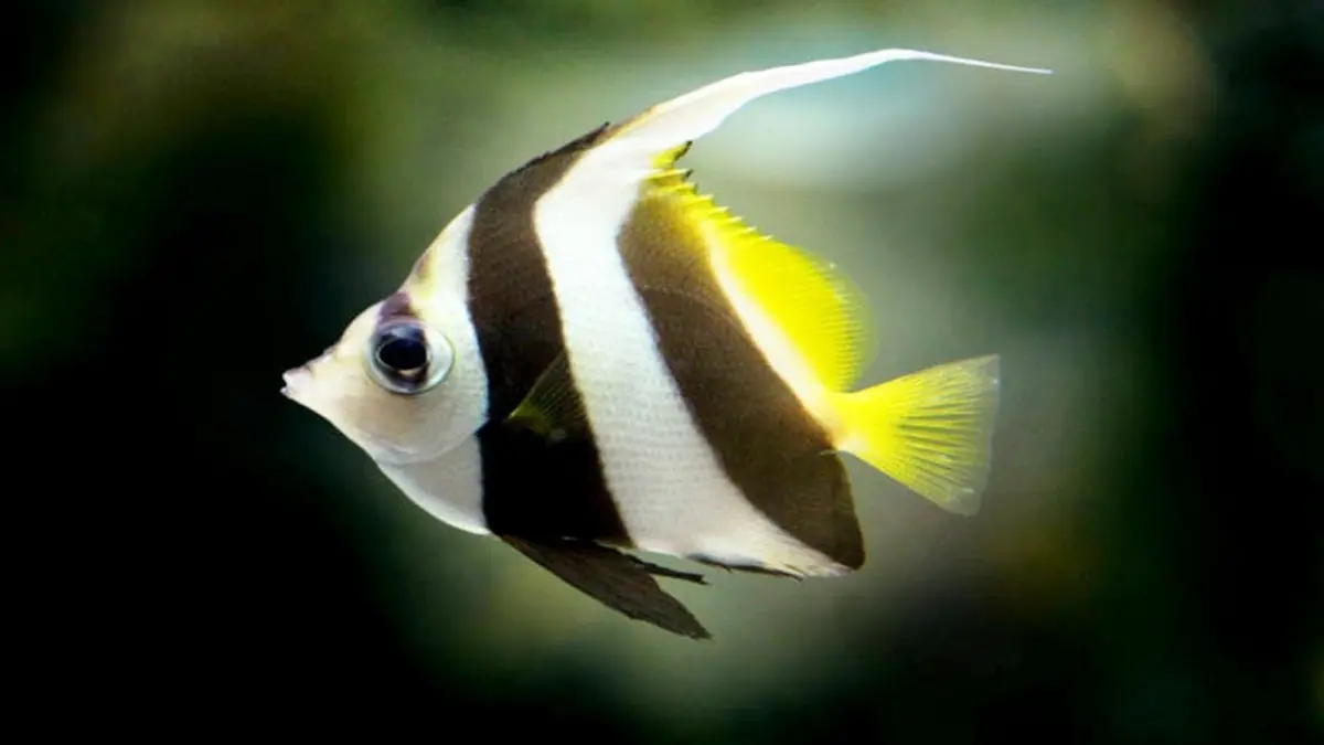 8 ikan hias dengan perawatan mudah, mulai dari maskoki, gapi, cupang, moli, hingga manfish, lengkap dengan karakter dan kebutuhan akuariumnya (Pinterest).