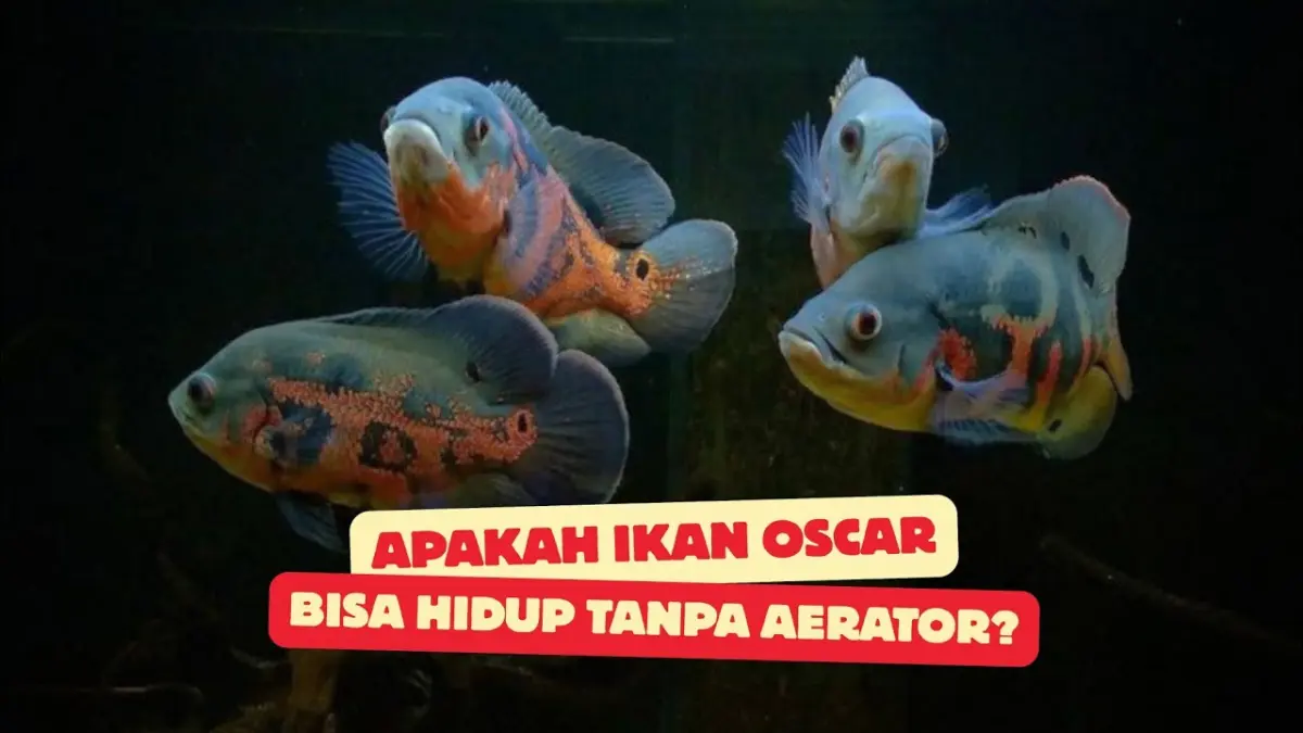 Apakah ikan oscar bisa hidup tanpa aerator? Pelajari fakta medis, kemampuan adaptasi, serta risiko bahayanya bagi kesehatan ikan oscar.