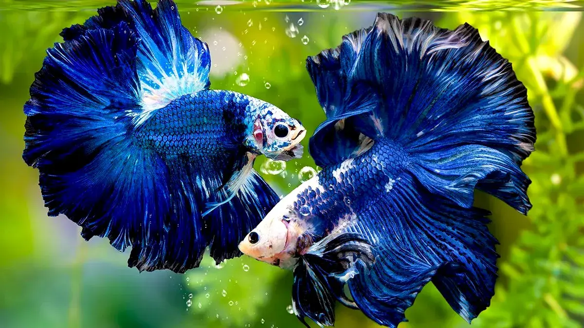 Ikan hias air tawar yang bisa dicampur perlu dipilih berdasarkan karakter. Simak pembahasan Guppy, Discus, Cupang, dan Molly (Pinterest).