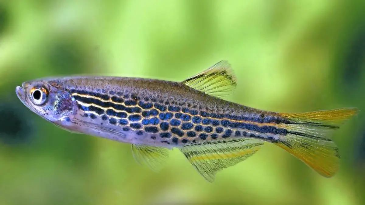 Ikan untuk community tank tidak harus agresif. Simak 9 jenis ikan yang disebut cocok hidup bersama dalam satu akuarium (Pinterest).