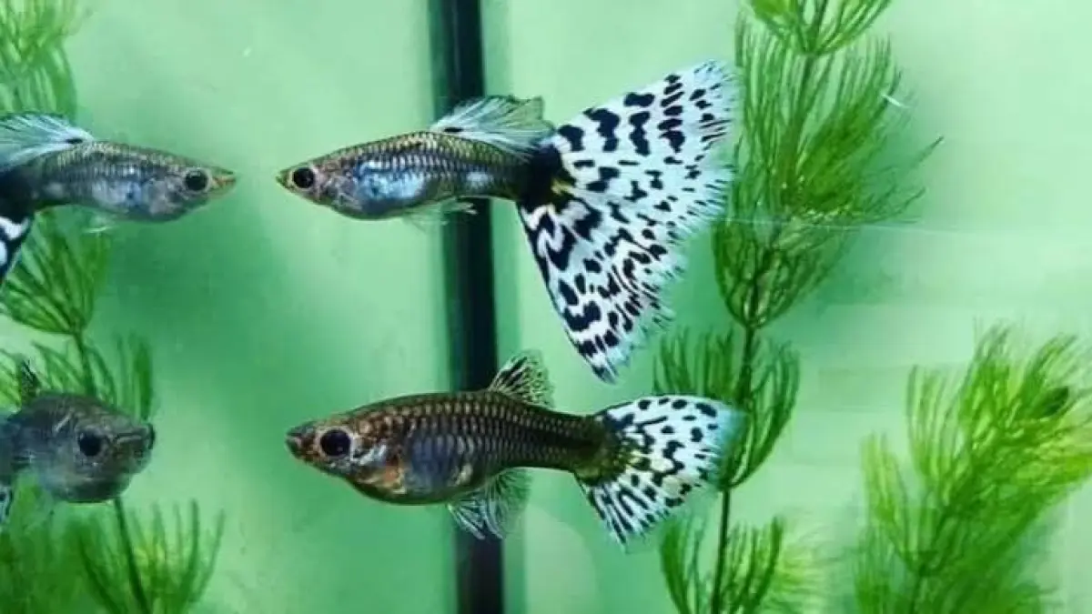 Ingin punya akuarium minimalis tanpa aerator? Ketahui jenis ikan yang cocok seperti cupang, guppy, dan molly beserta tips perawatannya.