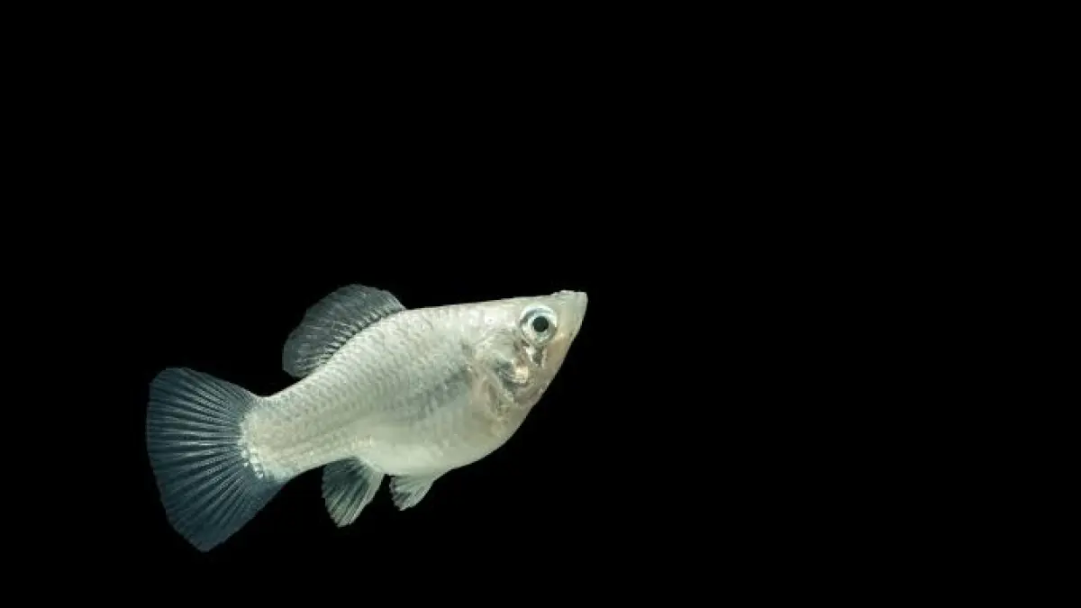 Inilah 10 rekomendasi ikan hias air tawar populer mulai dari cupang, guppy, hingga mas koki yang bisa dipelihara tanpa aerator.-
