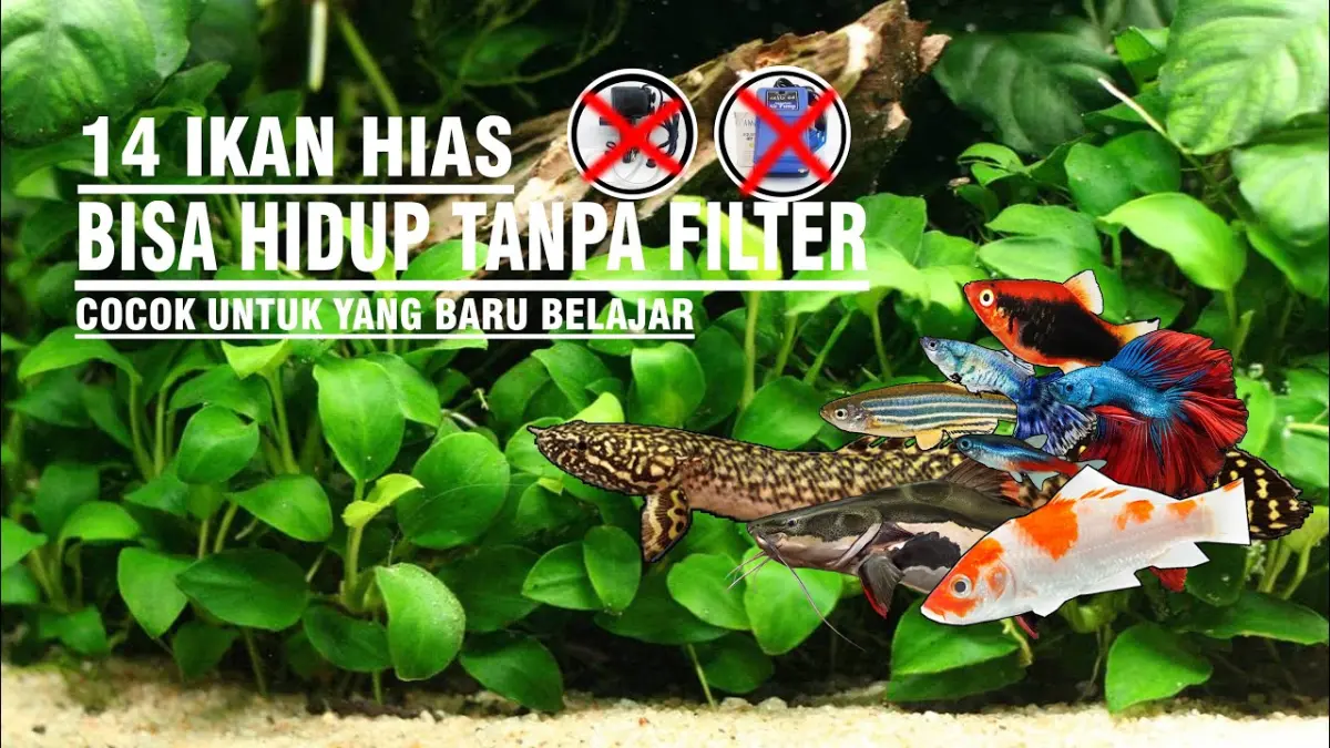 Pelajari 14 jenis ikan hias air tawar yang sanggup bertahan hidup tanpa menggunakan aerator dan filter. Solusi hemat untuk akuarium pemula.