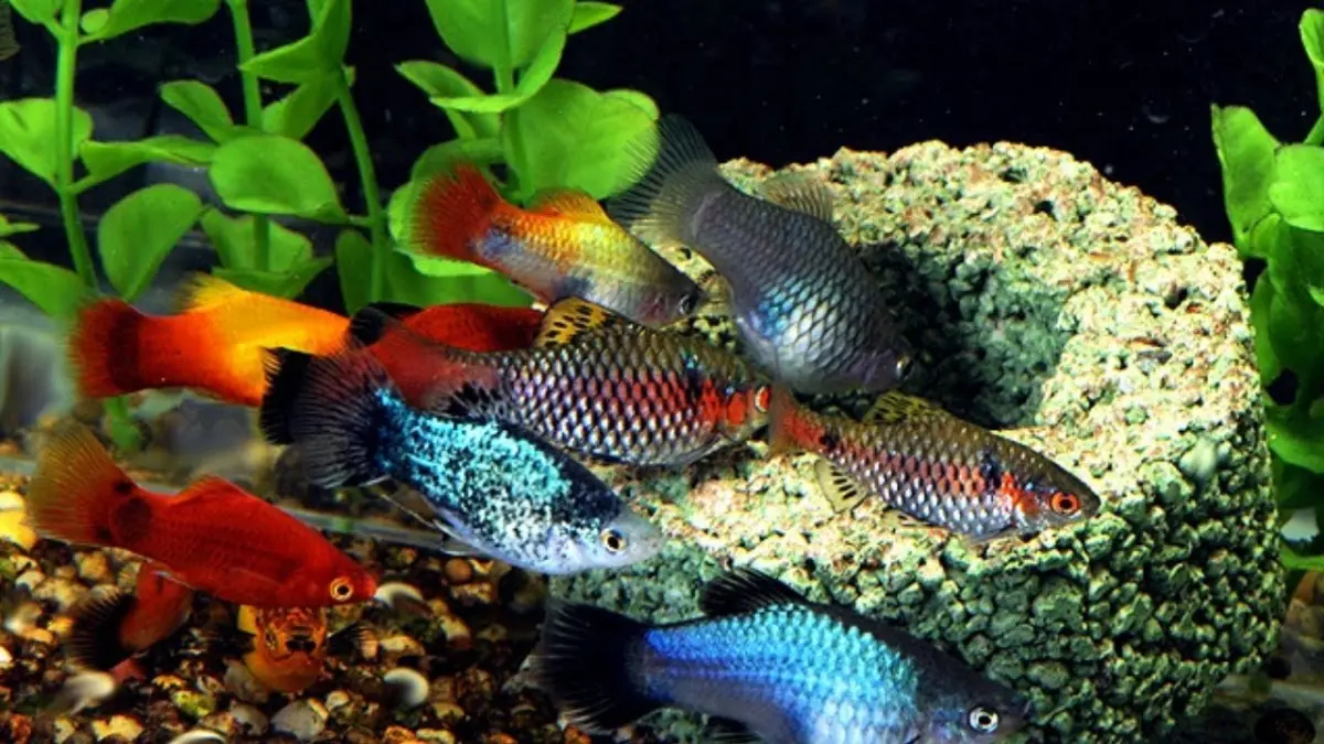 Pelajari 7 jenis ikan hias air tawar tangguh mulai dari ikan lemon hingga channa yang sanggup hidup sehat di akuarium tanpa aerator.