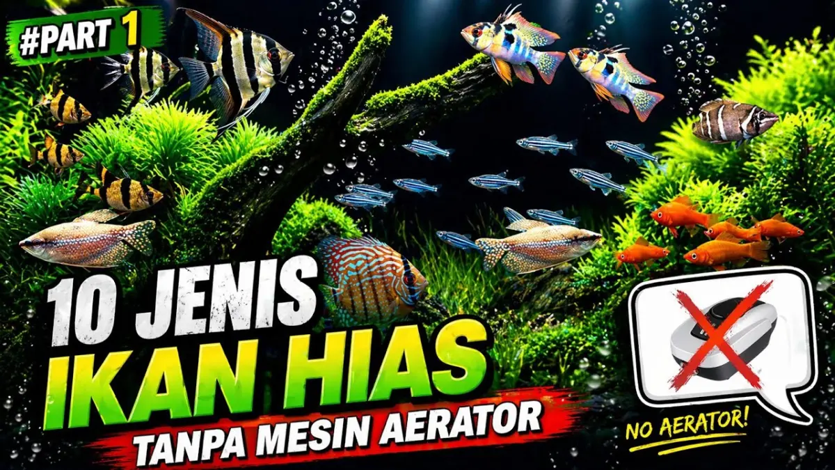 Temukan 10 jenis ikan hias tahan banting yang bisa hidup tanpa aerator, mulai dari ikan molly, komet, hingga GloFish yang cantik dan mudah dirawat.