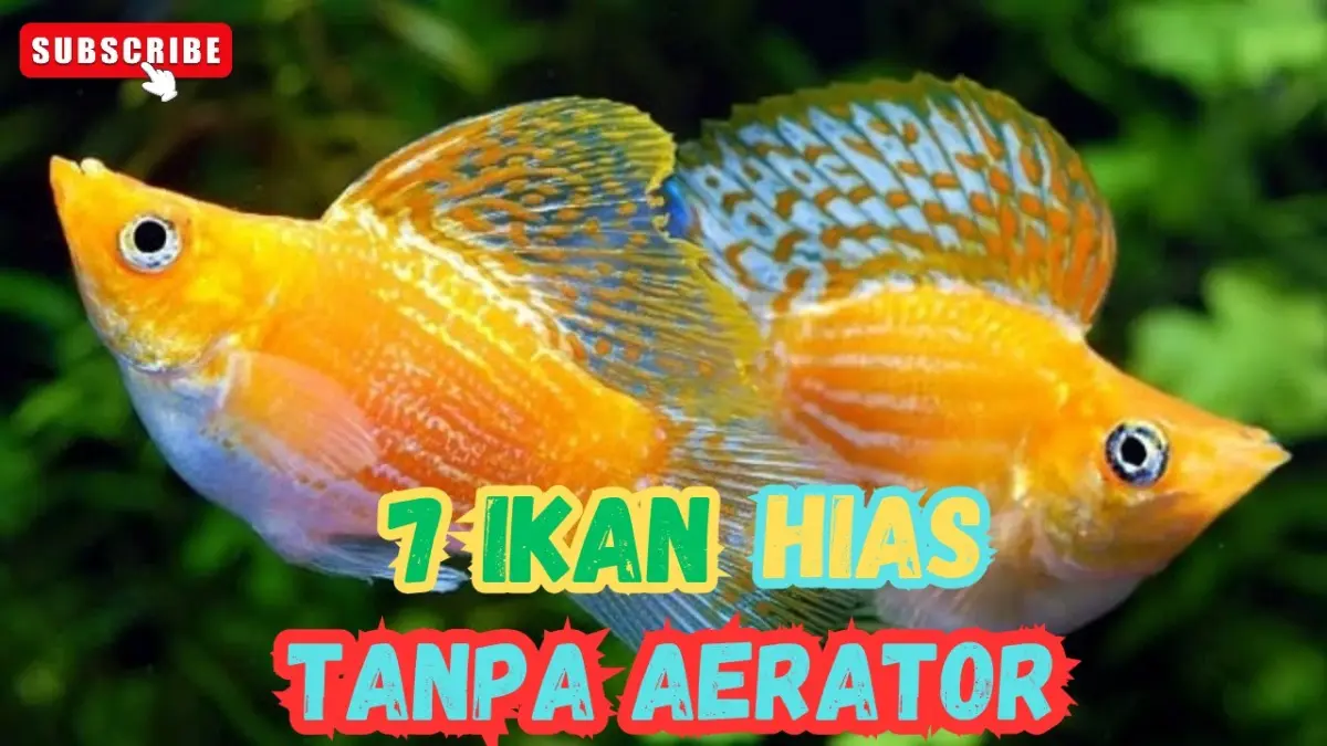 Temukan 7 jenis ikan hias air tawar yang sanggup hidup tanpa filter dan aerator, mulai dari cupang, guppy, hingga neon tetra.