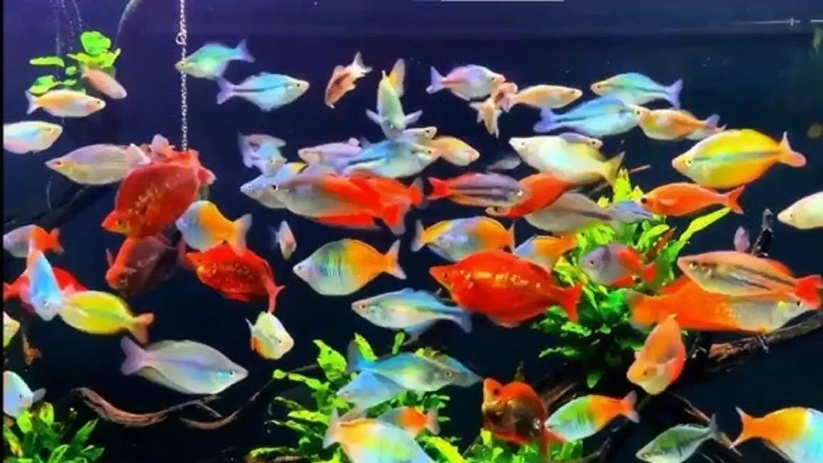 24 pilihan ikan aquascape yang cantik, murah, dan mudah dipelihara, dari neon tetra hingga cupang! 🐟🌿✨