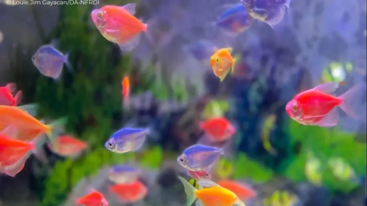 Ikan aquascape murah seperti neon tetra, guppy, dan corydoras bisa jadi pilihan cantik yang mudah dirawat, terutama bagi pemula. 🐟🌿✨