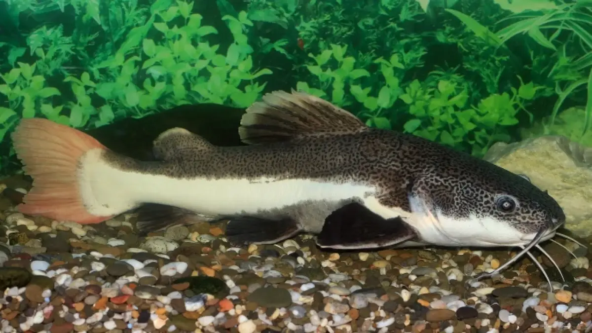 ikan hias yang bisa hidup tanpa filter dan aerator, ikan tanpa aerator, ikan tanpa filter, ikan hias air tawar, ikan hias untuk pemula (Pinterest).