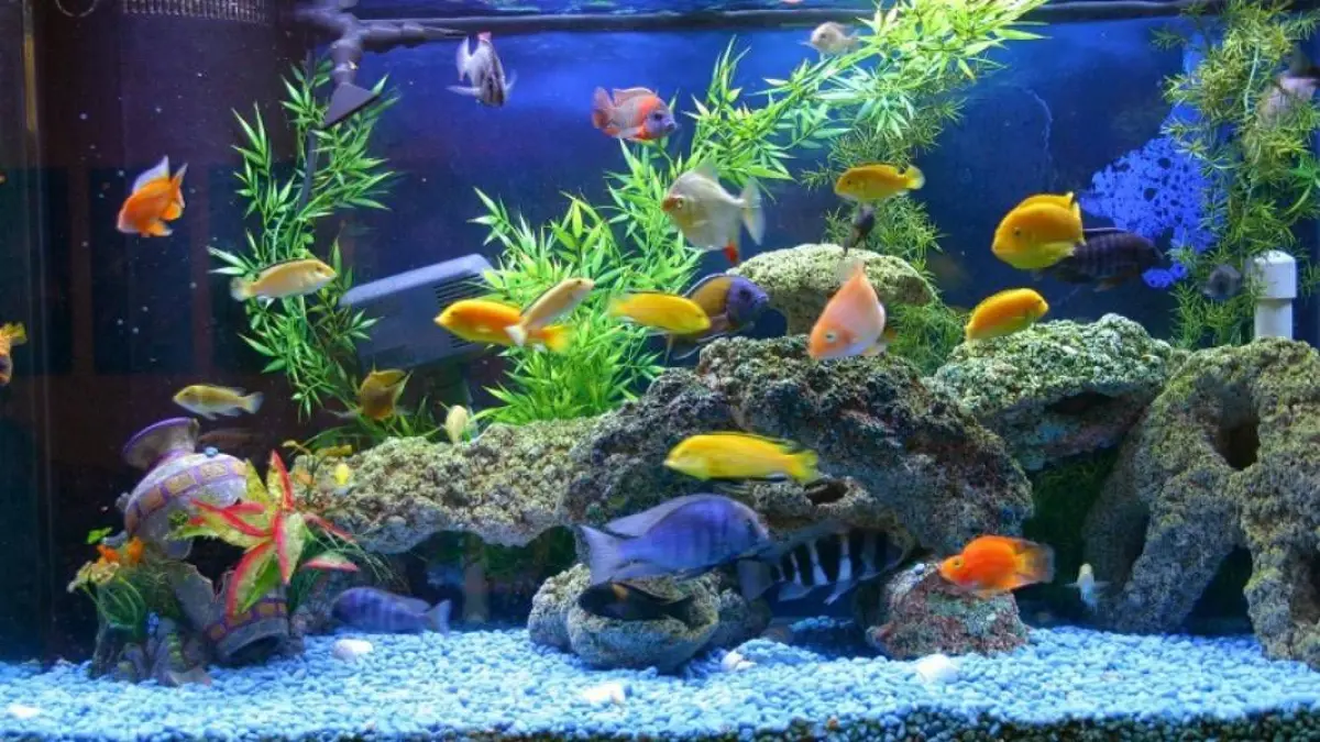 Molly, corydoras, botia hingga black ghost bisa jadi pilihan ikan hias aquascape untuk mempercantik akuarium di rumah. 🐟🌿✨